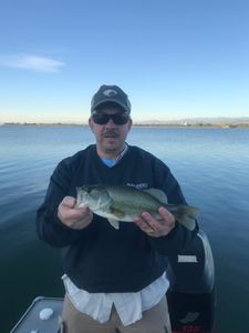 Largemouth Bass In Northern Colorado